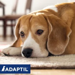 ADAPTIL® Calm-halsbånd til hunde