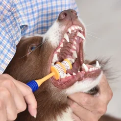 Arm & Hammer tandplejesæt til hunde