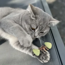 Aumüller fiskeben til katte