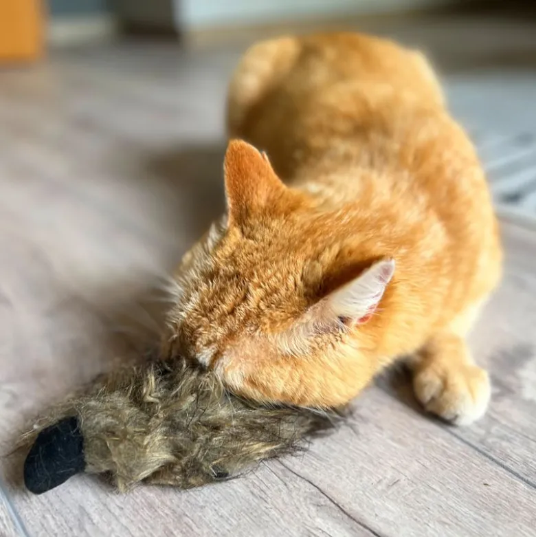 Aumüller Kattelegetøj Fritter