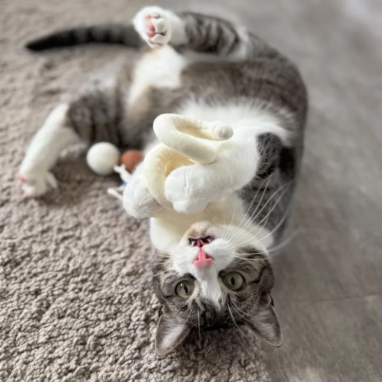 Aumüller kattelegetøj Loopy Spiral
