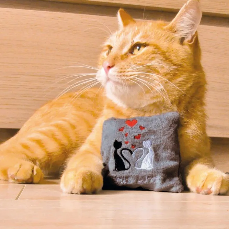 Aumüller legepude True Love Mini kattelegetøj