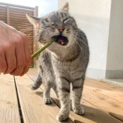 Aumüller Mikado sticks til katte