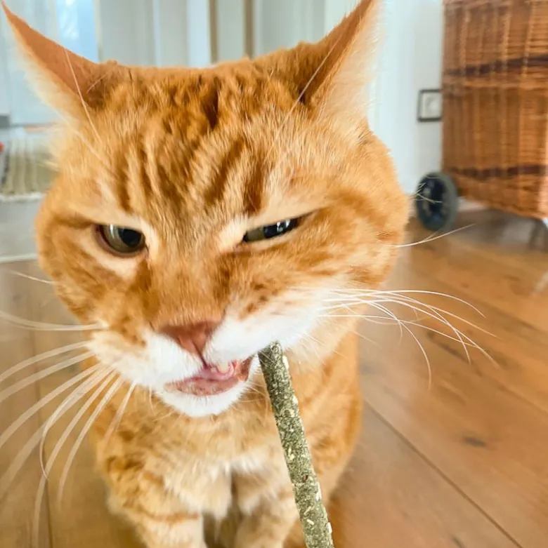 Aumüller Mikado sticks til katte