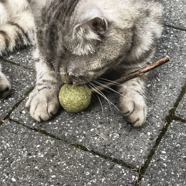 Aumüller Silver Vine Tandpleje-Lolli