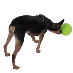 Boomer Snackball