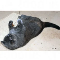Cat Dancer