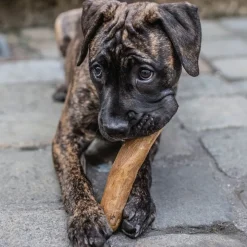 Chewies tyggepind af kaffetræ