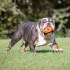 CHUCKIT! Air Fetch fodbold