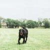 Chuckit! Breathe Right Fetch Ball