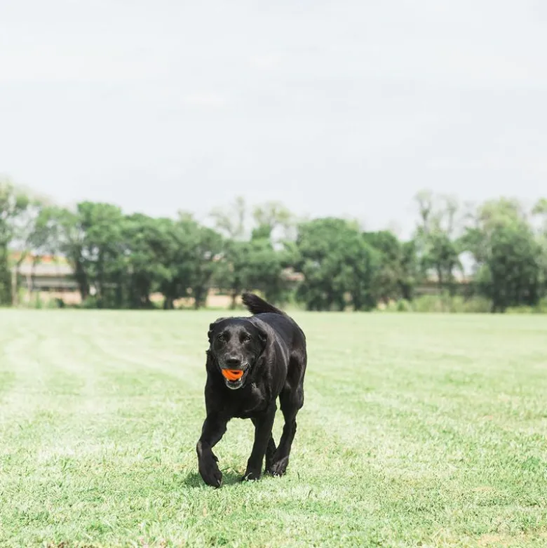 Chuckit! Breathe Right Fetch Ball
