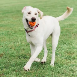 Chuckit! Breathe Right Fetch Ball
