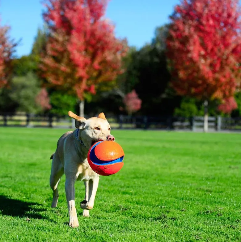 Chuckit! Kick Fetch