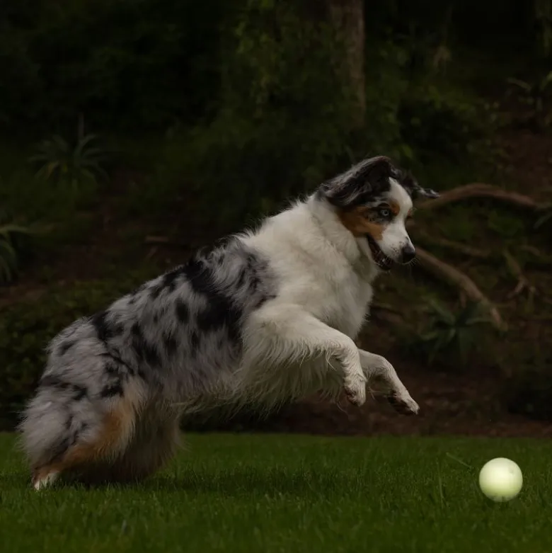 Chuckit! Max Glow Ball