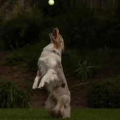 Chuckit! Max Glow Ball