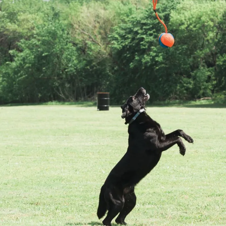 Chuckit! Rope Fetch