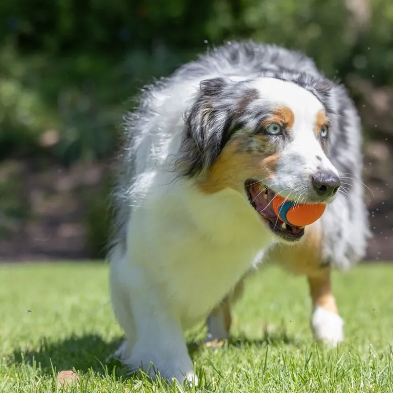 Chuckit! Ultra Ball