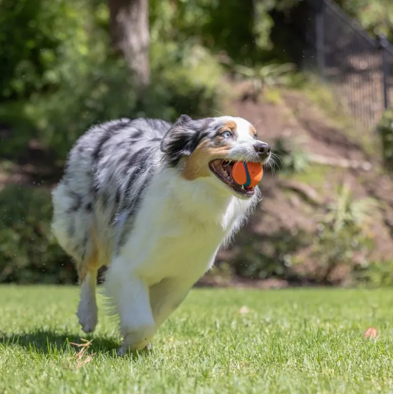 Chuckit! Ultra Ball
