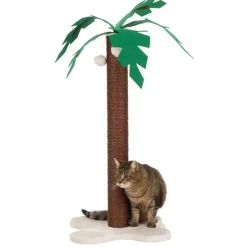 Coco Palm Kradsestamme