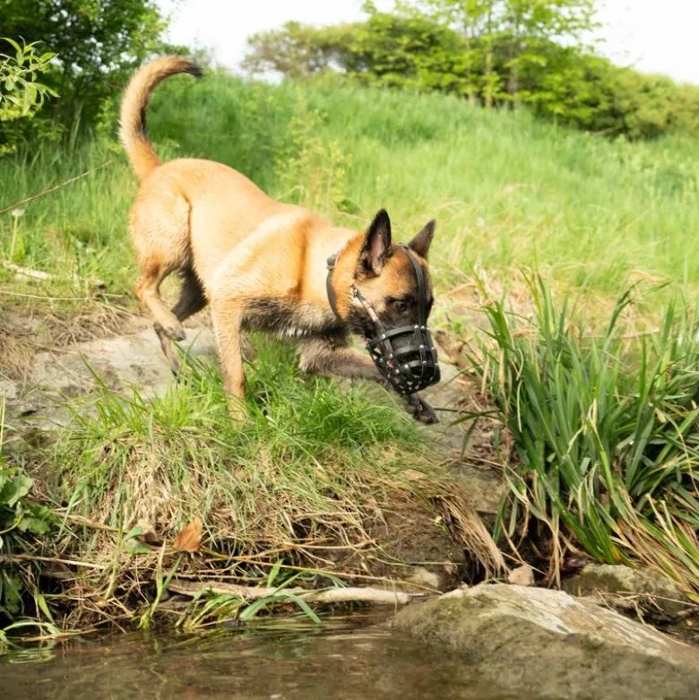 COLORI® Schæferhund mundkurv L, sort