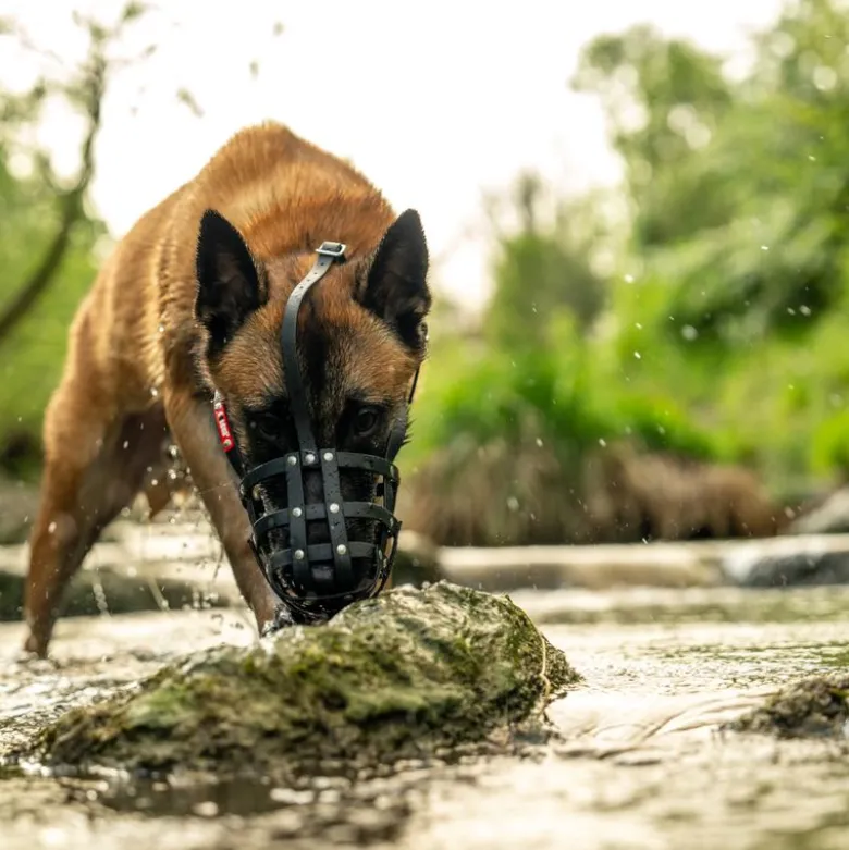 COLORI® Schæferhund mundkurv L, sort