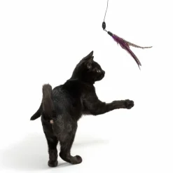 Drillepind Bird