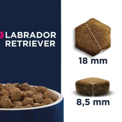 Eukanuba Adult Breed Specific Labrador Retriever