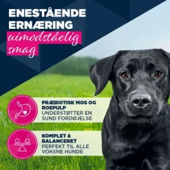 Eukanuba Adult Rig på ørred med søde kartofler