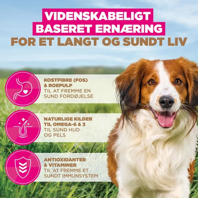 Eukanuba Grain Free Adult Small & Medium Lam