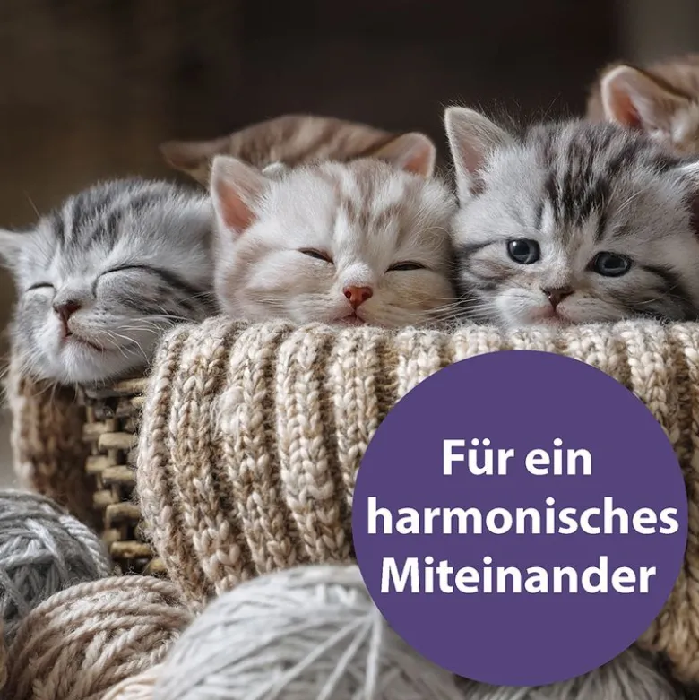 Felisept Family Comfort