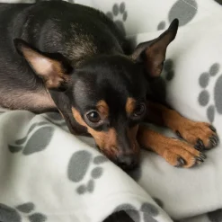 Fleecetæppe Pawty
