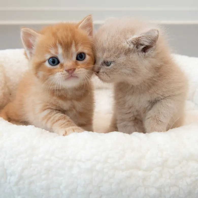 Fluffy 2in1 hyggeseng