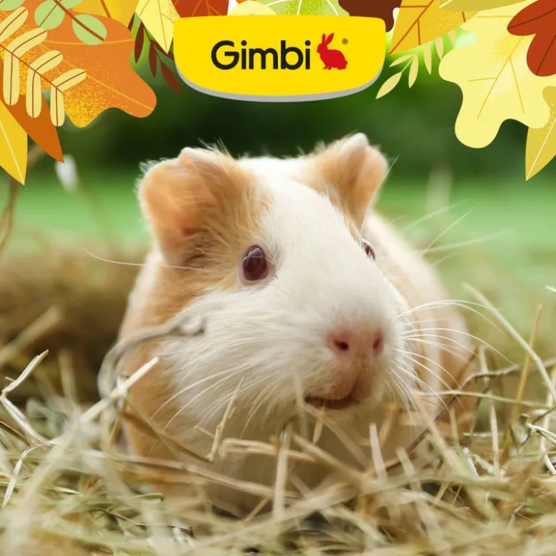 Gimbi Mother Nature Marsvin