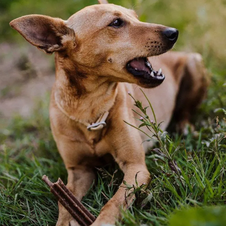 Green Petfood InsectDog Denties