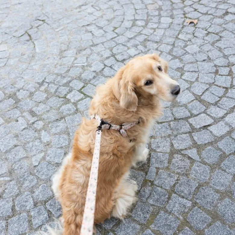 Harry Potter hundesnor Dødsregalierne