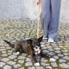 Harry Potter hundesnor Gryffindor