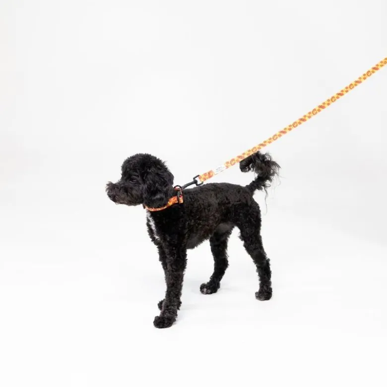 Harry Potter hundesnor Gryffindor