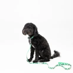 Harry Potter hundesnor Slytherin