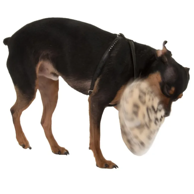 Hundelegetøj Dotti af plys