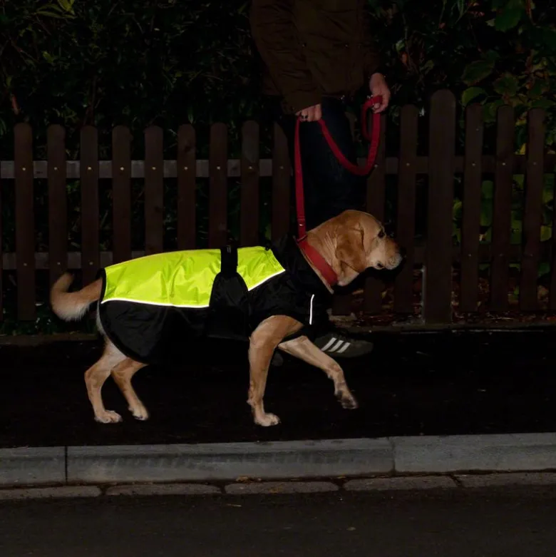 Hunde-regnjakke Illume Nite Neon