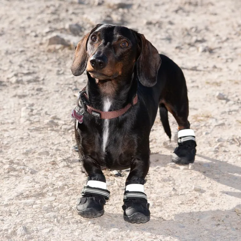 Hundesko S & P Boots