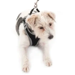 Hunde-softsele Feel Free