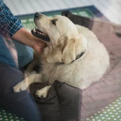 Hunter hundesofa Boston