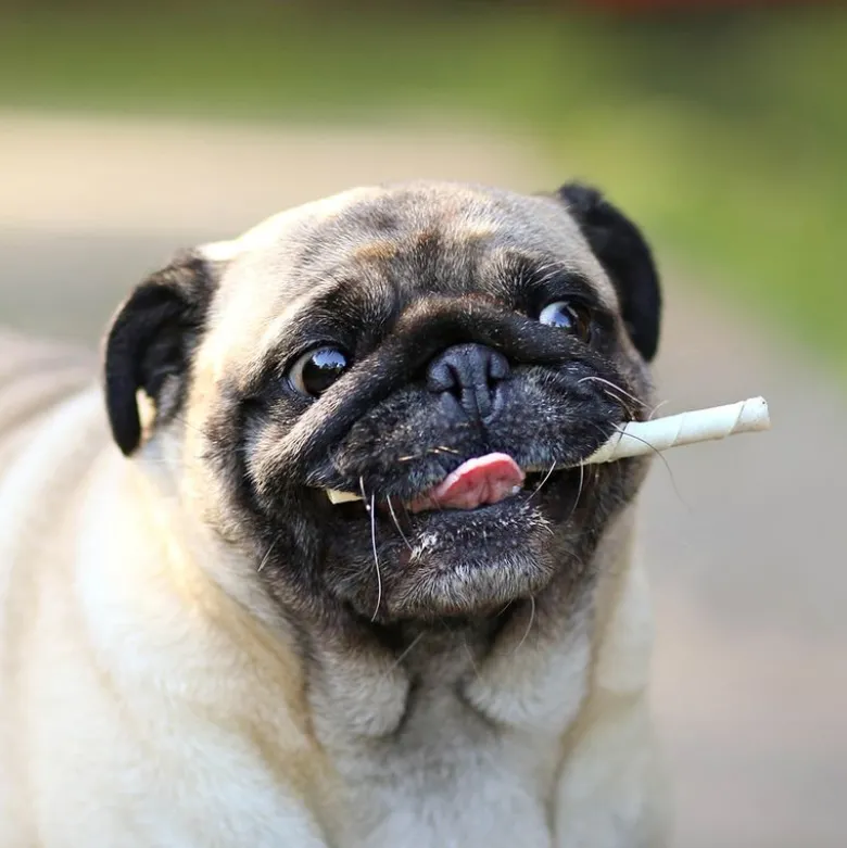 8in1 Pro Dental Twisted Sticks til små hunde kylling