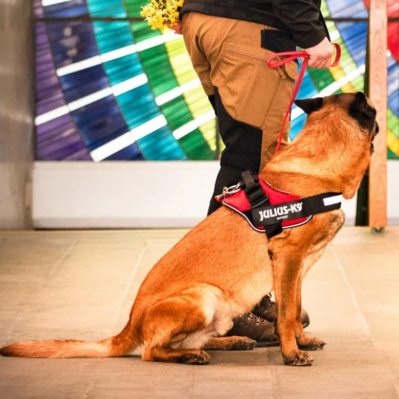 JULIUS-K9 IDC® hundesele - rød