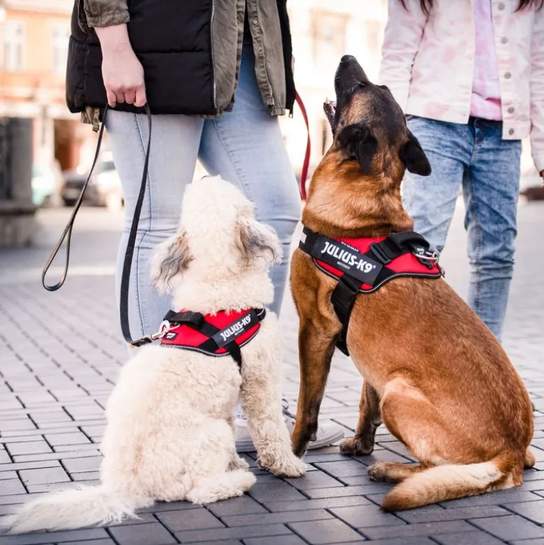 JULIUS-K9 IDC® hundesele - rød