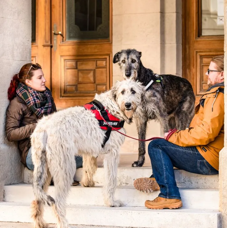 JULIUS-K9 IDC® hundesele - rød