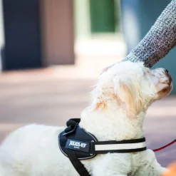 JULIUS-K9 IDC® hundesele sort