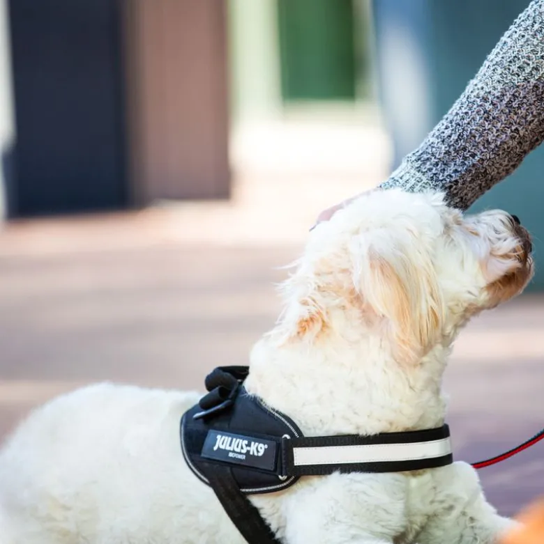 JULIUS-K9 IDC® hundesele sort