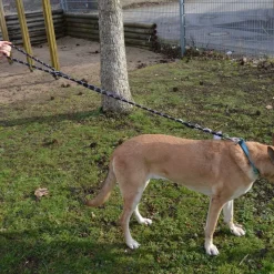 JULIUS-K9 IDC® Tau-snor